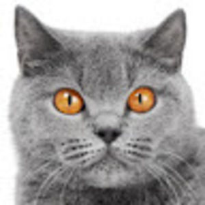 Meet your Posher, Jackson